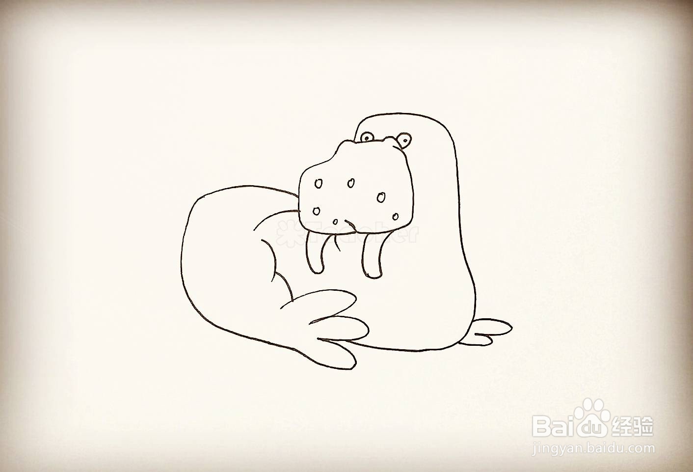 如何画一只海狮
