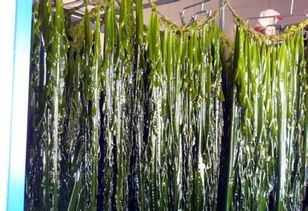 超市买的盐渍海带怎么处理