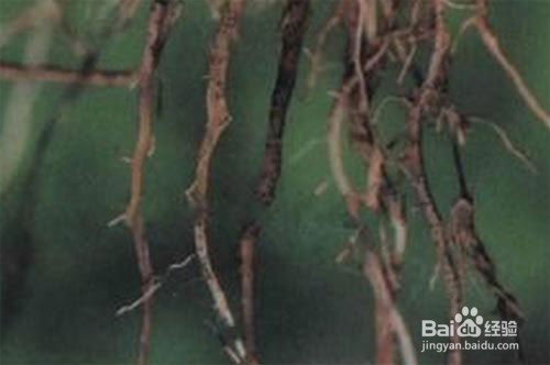作物重茬应该怎么治？