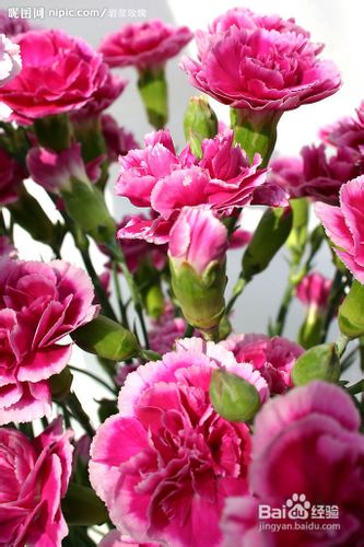 康乃馨对栽培技术有哪些要求