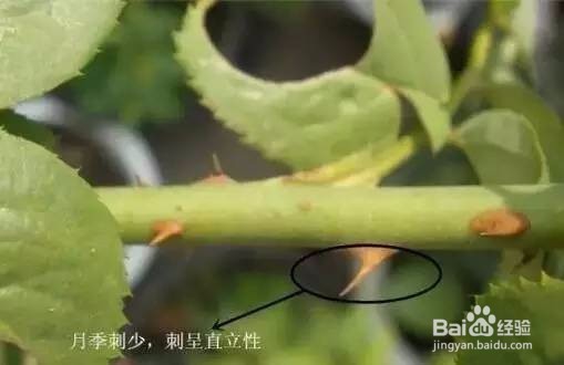 送本公主这么多年月季，你充什么玫瑰~！