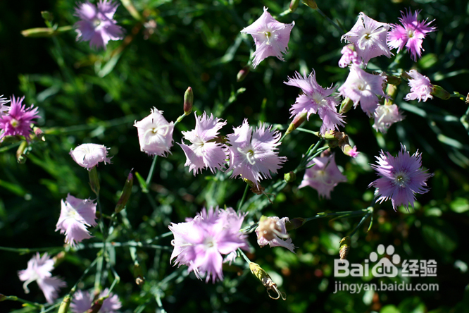 温哥华夜幕下的玫瑰园(组图)