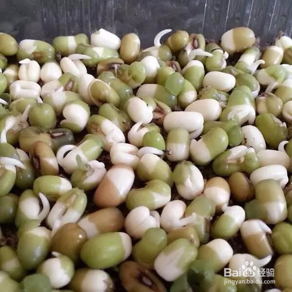 如何发豆芽又快又好