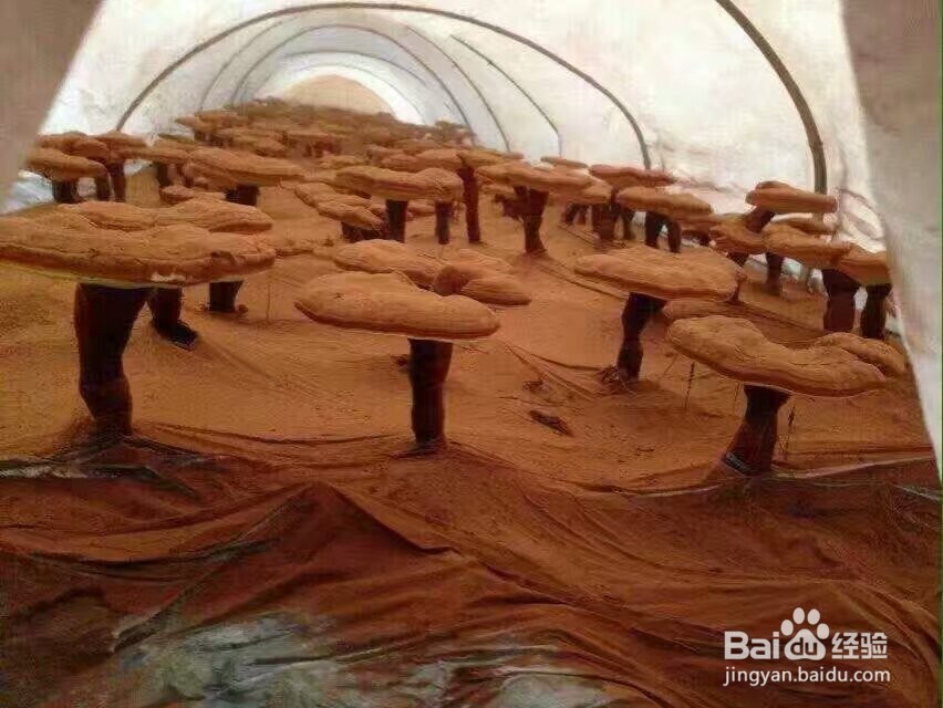 灵芝烘干机的技术特性灵芝热泵烘干机程序设定