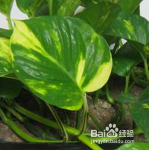 怎样让绿萝的叶子又大又绿