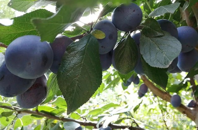 西梅的种植要点和膨果增甜管理要点