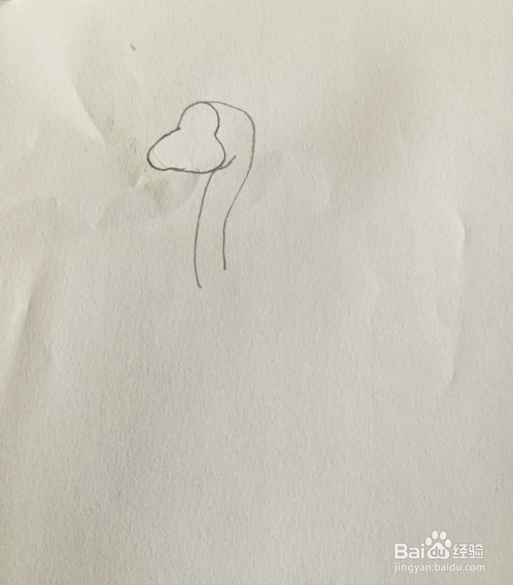 白天鹅简笔画教程