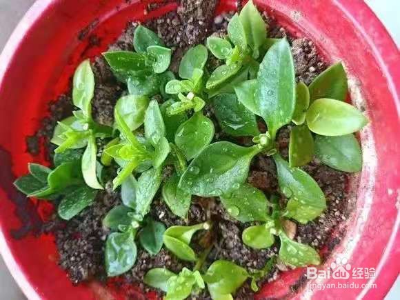 3种花太好养，沾土就活，特能长，养一次就上瘾