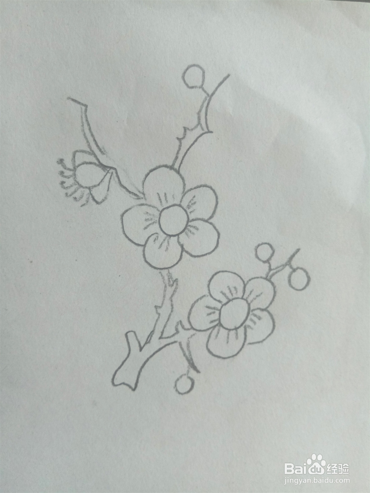 梅花的简笔画怎么画？