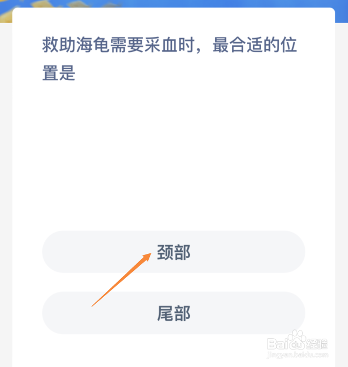 救助海龟需要采血时最合适的位置是