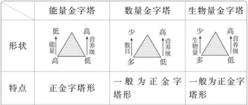生物是怎样传递信息的