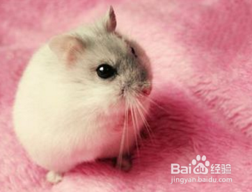 仓鼠死后如何处理