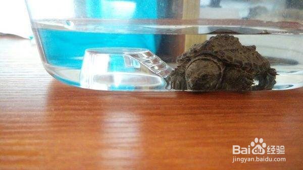 小鳄龟开食技巧