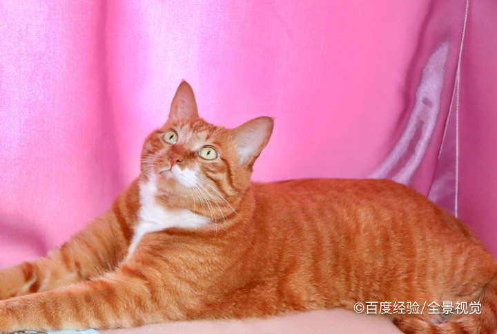 奶猫不吃奶虚弱怎样救