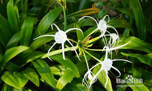 沙参的几种食用方法及其作用