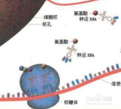 核糖体在哪里合成？