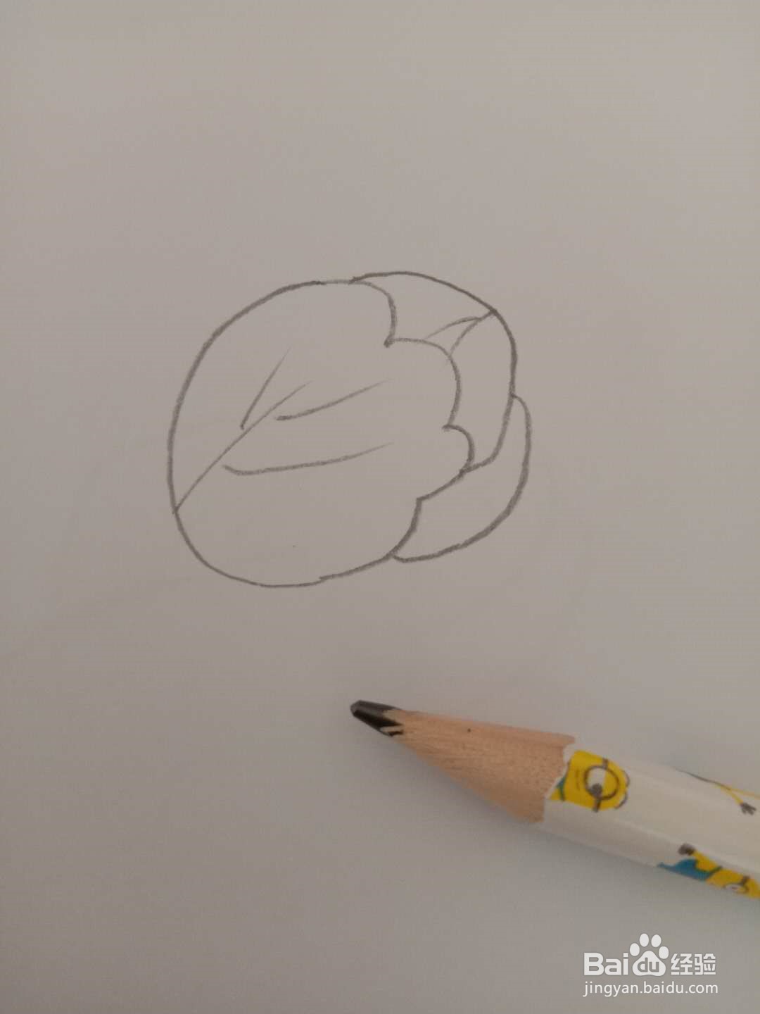 简笔画 如何画洋白菜