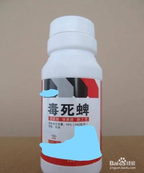 毒死蜱的作用及使用注意事项