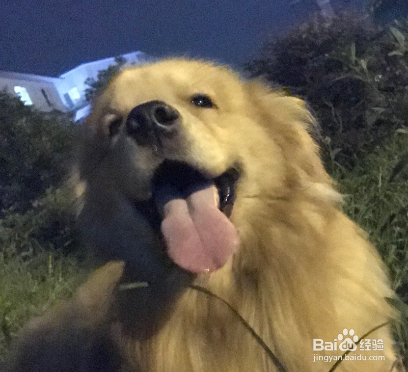 狗狗脱毛怎么办怎么处理