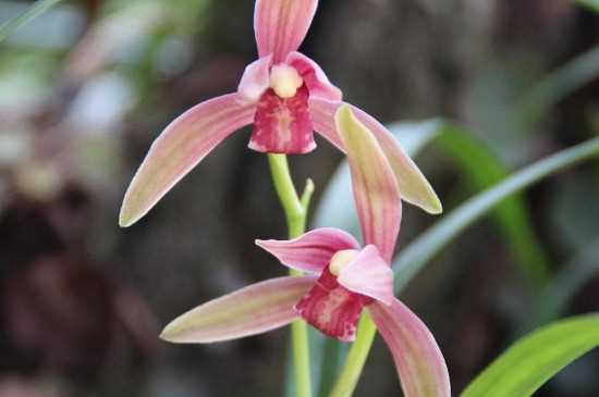 仙山红兰花是什么品种