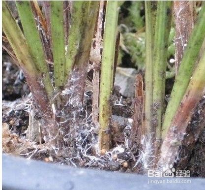 金钱树叶子发黑是怎么办