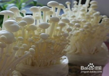 白金针菇应该怎么栽培