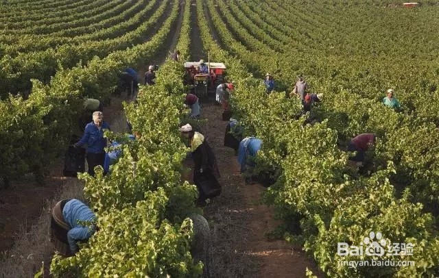 红酒老刘|酒庄酒与工厂酒的区别在哪里?