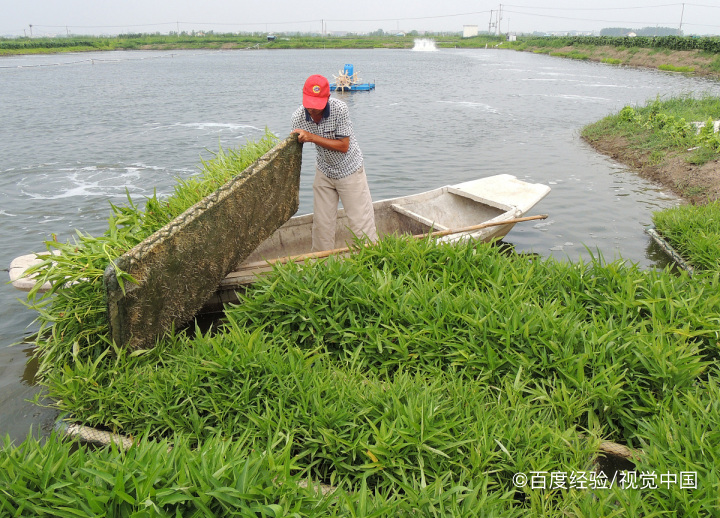 孕妇能不能吃空心菜
