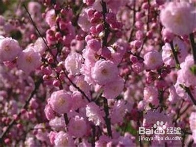 让你增强免疫力的几种食物：[4]