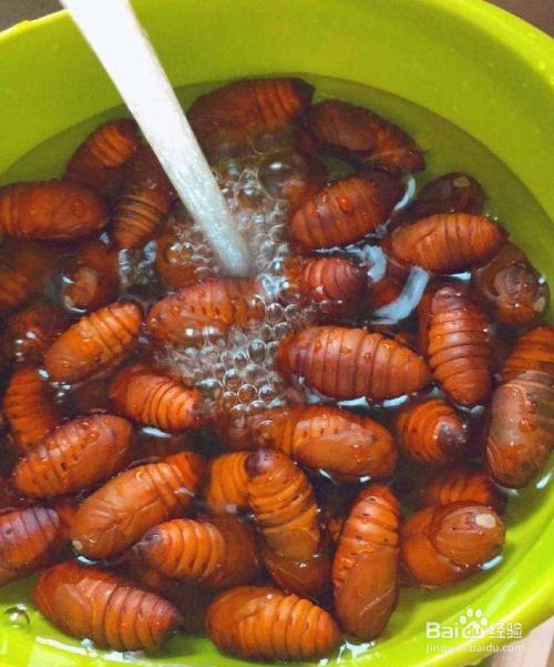 蚕蛹怎么炸不爆 百度经验