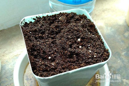 麦杆菊养殖方法