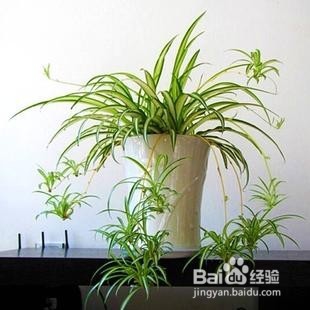 吊兰怎么种才能茂盛