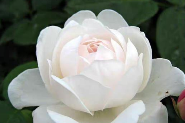 纯无刺的月季品种是什么