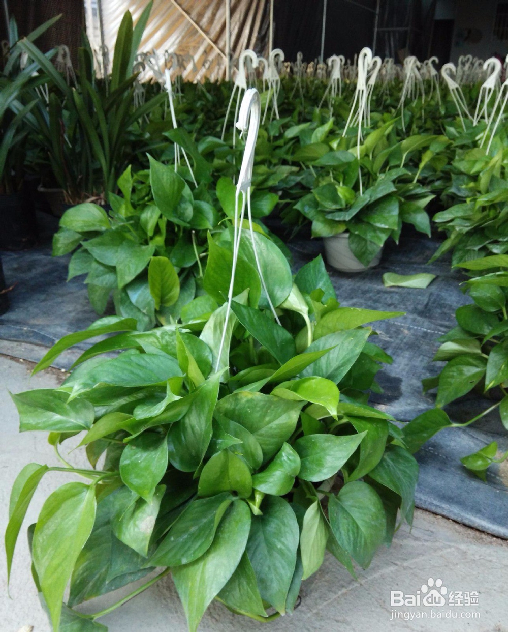 最适合懒人在家养的四种水培植物