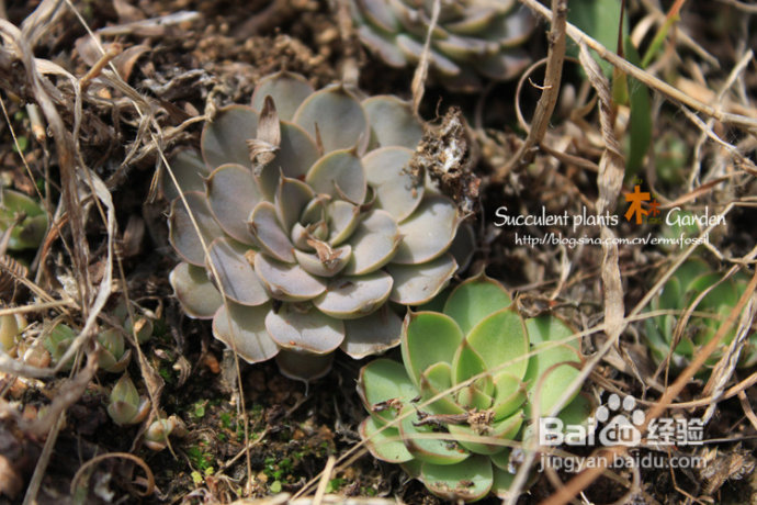 野生多肉植物--瓦松