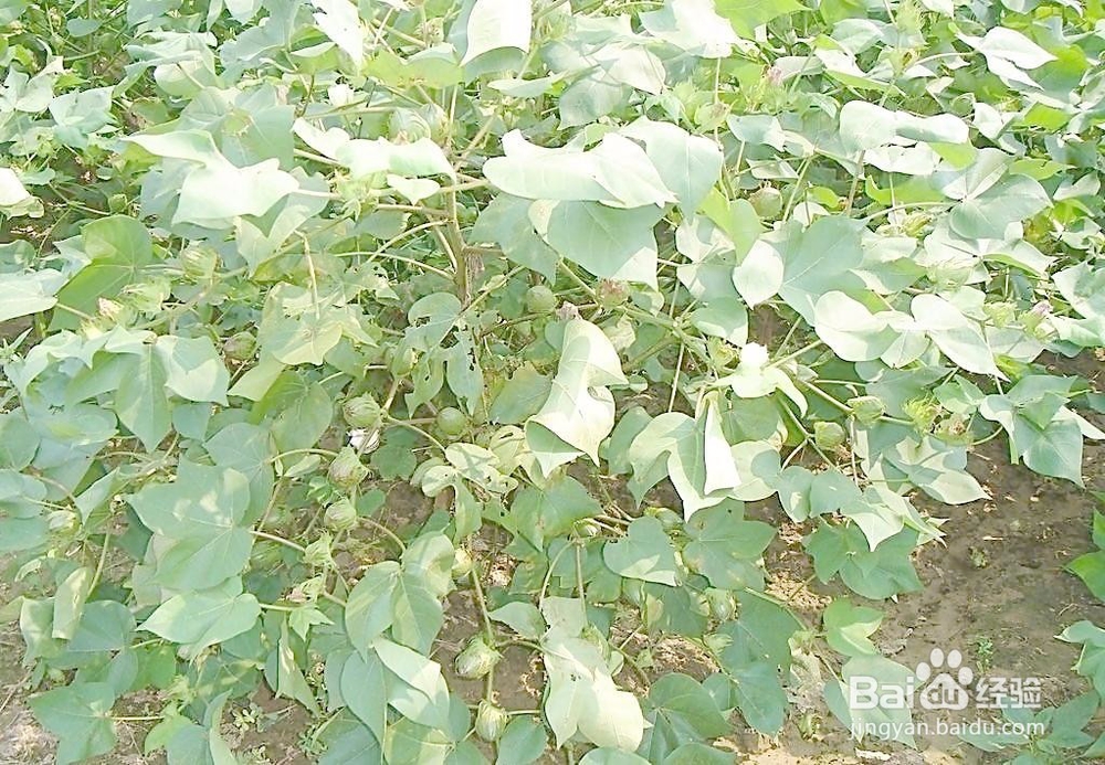 棉花种植技术视频