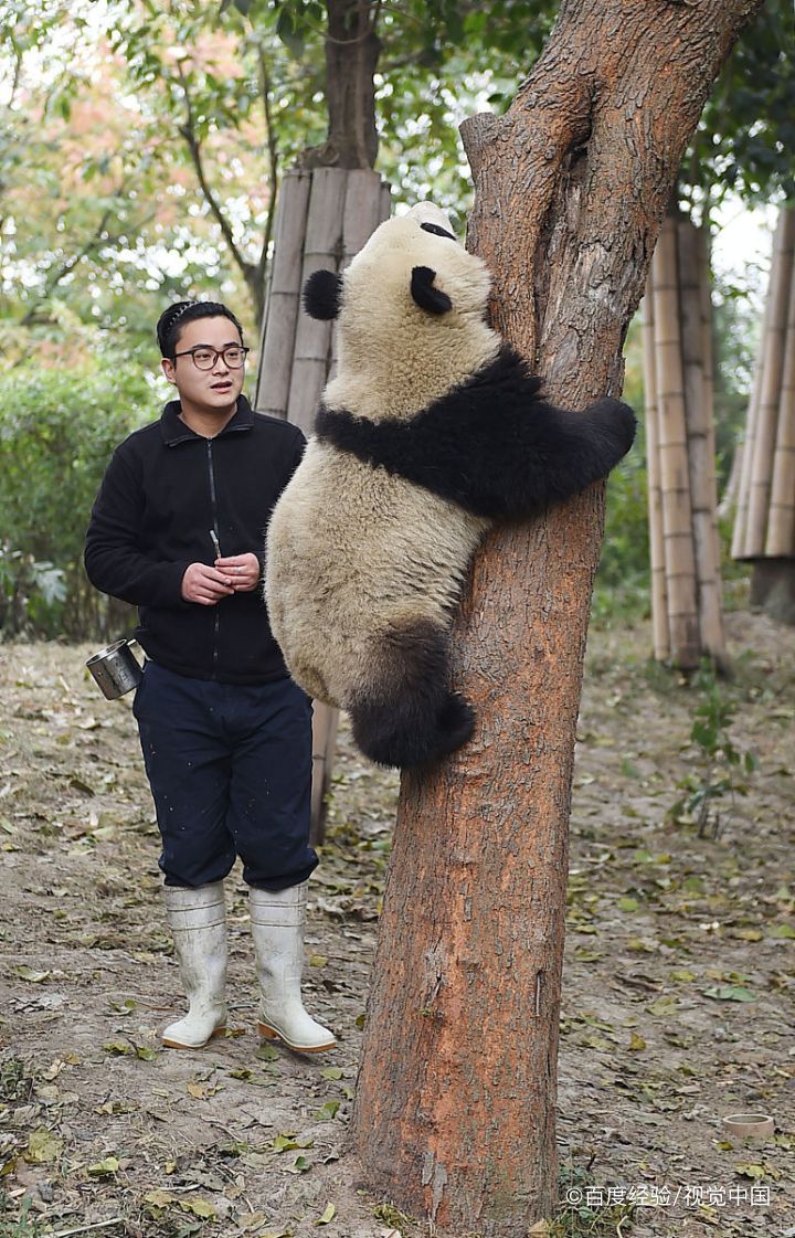 熊猫基地旅游攻略
