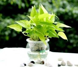 绿萝盆栽 水培绿萝 新房除味