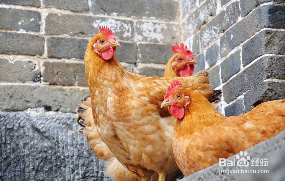 8种巨毒肉类吃了夺命