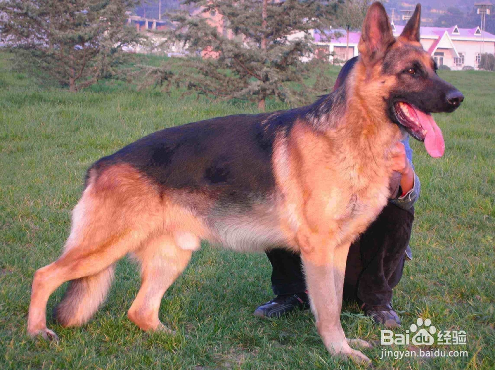 大型护卫犬有哪些