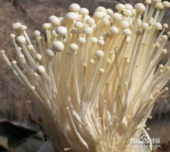 金针菇如何种植