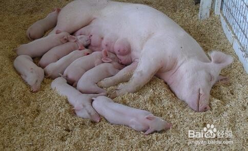 母猪的产后护理