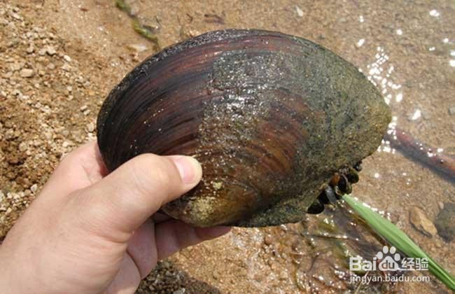 人工珍珠是怎么植入蚌内