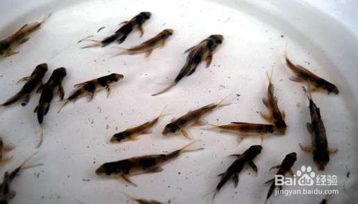 胭脂鱼怎么钓