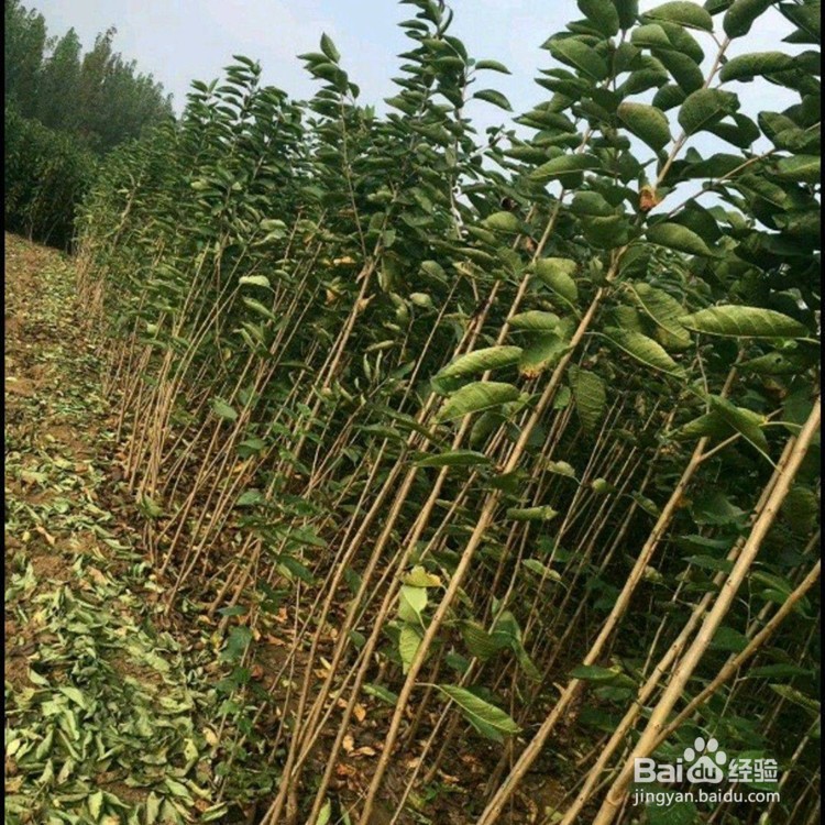 种植大樱桃苗品种选择要知道
