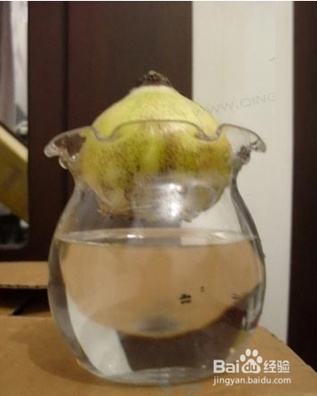 土培水培 风信子种球 盆栽花卉植物