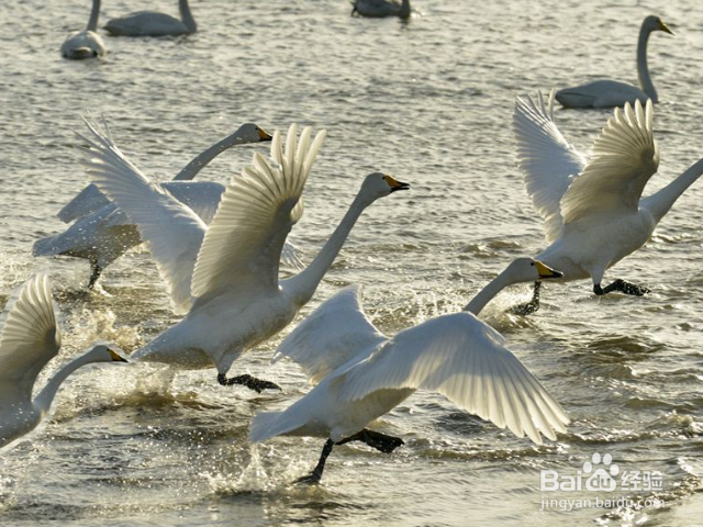 鹅的养殖方法和技术