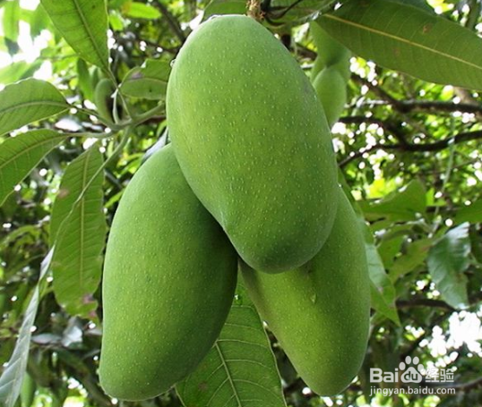 青芒果的食用禁忌