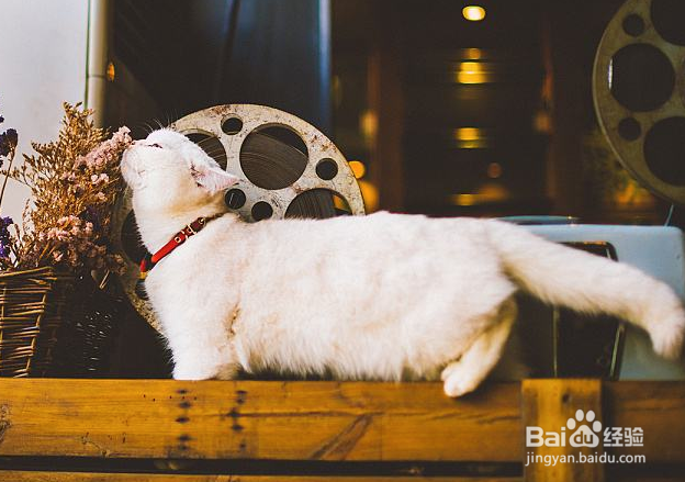 饲养宠物的注意事项以及如何照顾你的宠物