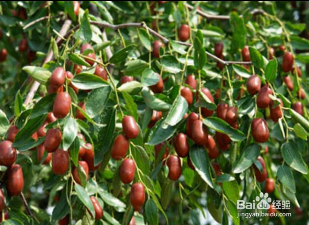 秋季适宜吃的水果有哪些